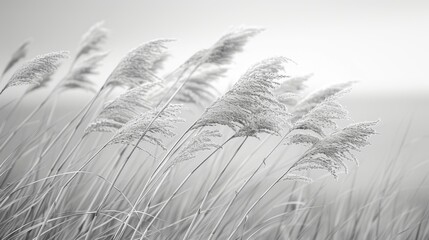 a calming image of wild grasses swaying in the breeze evoking a sense of peace. black and white art