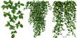 © Maxim - Set of river wattle plants, ivy, and vines for decorative use, isolated on a transparent background. The lush green foliage is ideal for adding a natural and vibrant touch to any space.