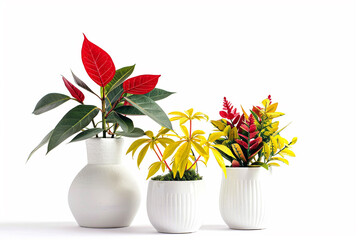 Wall Mural - Red plant in a white vase, yellow plant in a white vase, and green plant in a white pot, isolated on a white background.