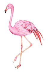 Canvas Print - Vintage pink flamingo bird png illustration sticker