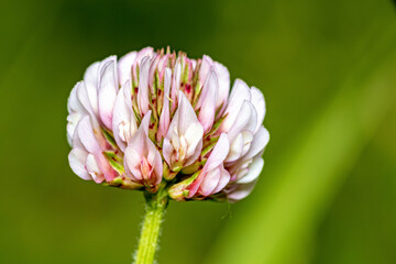 Wall Mural - A clover flower in a meadow