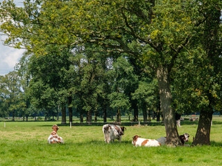 Canvas Print - Landschap Salland nabij Wesepe, Overijssel province, The Netherlands