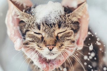 Grooming and bathing, a cat being lathered by the caretaker’s hands, content with closed eyes, foam from professional shampoo