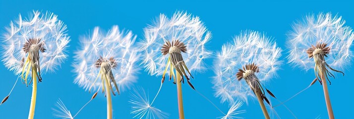 Wall Mural - Dandelion seeds silhouetted on bright blue sky with delicate bokeh, emphasizing wispy details