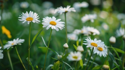 Sticker - Diverse Daisy Flowers Blooming in Meadow with Green Grass Backdrop Concept of Gardening with Oxeye Daisy and White Chamomiles