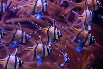 Beautiful underwater scenery in aquarium with fish. Tropical underwater life.
