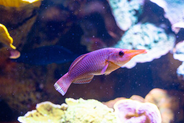 Wall Mural - Beautiful underwater scenery in aquarium with pink fish. Tropical underwater life.