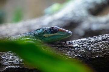 Wall Mural - A beautiful green lizard sitting on the jungle tree branch in terrarium. Exotic scene in aquazoo un Dusseldorf, Germany.