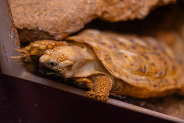 Wall Mural - A beautiful turtle living in a terrarium. Exotic scene in aquazoo in Dusseldorf, Germany.