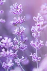 Poster - Purple flower bouquet