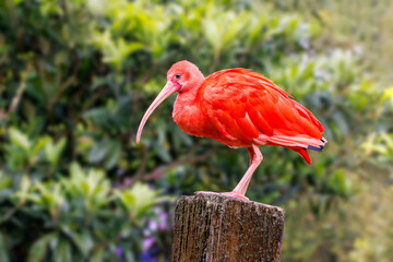 Wall Mural - A mature scarlet ibis, Eudocimus ruber, perched on a post. A diet of red crustaceans produces the scarlet coloration. Threatened in the wild and the national bird of Trinidad and Tobago.