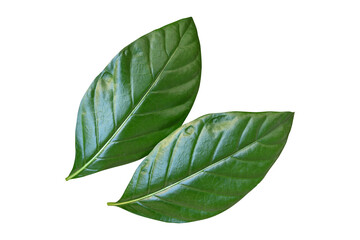 Wall Mural - Noni Indian mulberry, green leaf isolated on white background