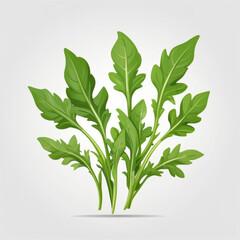 Canvas Print - vector illustration of arugula leaves
