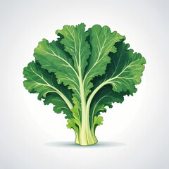 Wall Mural - cabbage icon, vector style, white isolated background,