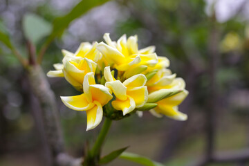 Wall Mural - Plumeria or frangipani flower. Tropical tree