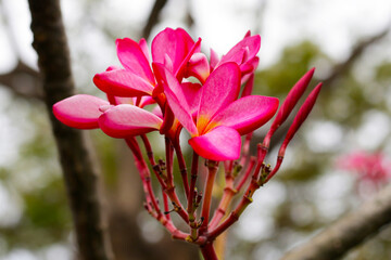 Wall Mural - Plumeria or frangipani flower. Tropical tree