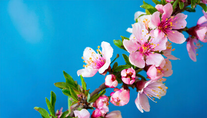 Photo spring flowering branches, pink flowers on a blue background