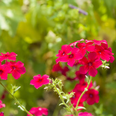 Wall Mural - Beautiful pink phlox flowers in the garden.