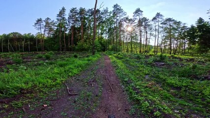 Wall Mural - Biking through a wooded landscape with trees and sunlight filtering down. Concept of outdoor relaxation and appreciating the forest.