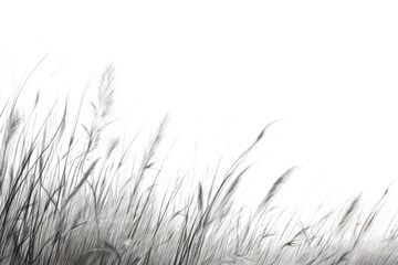 Canvas Print - PNG Grasses drawing sketch plant.