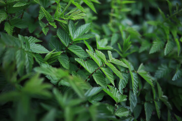 Wall Mural - Lush Green Foliage Background - Close-Up of Vibrant Leafy Plants in Nature