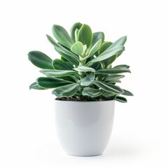 Wall Mural - A Green Rabbit Ear Plant in a white pot, no shadow, isolated on white background 