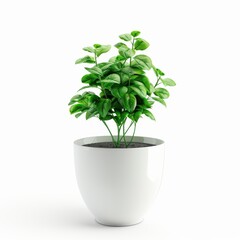 Wall Mural - A Green Shield Plant in a white pot, no shadow, isolated on white background