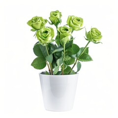 Wall Mural - A green Roses in a white pot, no shadow, isolated on white background 