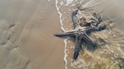 Wall Mural - Star shaped sea creature on warm sandy shore