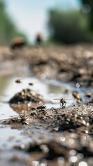 Wall Mural - flies walking on the dirty water 