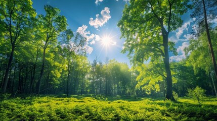 Wall Mural - Picture a tranquil forest glade bathed in the dappled light of the sun filtering through breaks in the canopy, with patches of blue sky peeking through the foliage and fluffy clouds overhead.