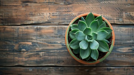 Wall Mural - Top view of potted plant on wooden surface with space for text surrounded by background and frame