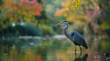 Wall Mural - Visualize a majestic heron standing gracefully in a tranquil pond. Picture its long, slender legs and elegant neck as it patiently waits for prey, embodying patience and grace in the natural world.