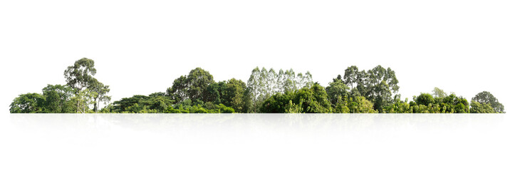 Wall Mural - forest with trees and a white background