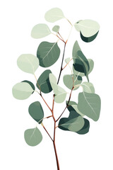 Wall Mural - PNG Eucalyptus plant leaf tree