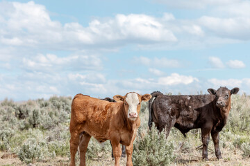 Sweet ,cute spring time baby cows. Fluffy pastel calves in the sage with baby blue sky. White faced herford calf.