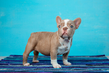 cute French bulldog puppy on a blue background