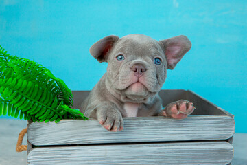 Wall Mural - A cute French bulldog puppy is sitting in a basket on a blue background