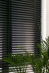 Wall Mural - Black wooden blinds with horizontal slats, casting light and shadow patterns. Wood blinds close up on the window. Lush green leaves of a tropical plant balancing the contemporary design with nature.