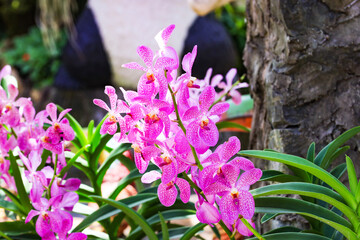 Pink mokara calypso orchids stem (Tammy, Punnee, Chitti, Tangerine) Green leaves background. It's a cut flower plant. Ornamental plants. Bunch of pink orchids with green leaves in park.