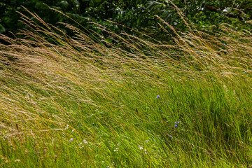 Wall Mural - Meadow grass meadow with the tops of stele panicles. Poa pratensis green meadow european grass