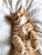 Cute Orange Kitten Sleeping Peacefully on White Bed with Paws Tucked Up in Cozy Scene.