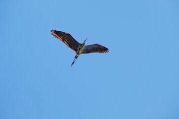 Sandhill Crane Bird