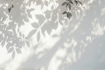 plan white wall with soft leaf shadows