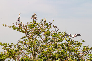 Gregarious Painted stork bird. Large painted stork with white, black and rose feather, long colorful beak, breading colonially, hunting cooperatively. Clicked at Vedanthangal birds sanctuary, Tamilnad