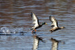 © Luc - Duck liftoff from lake