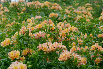 peruvian lilies in northern blossoms garden in atok benguet philippines.