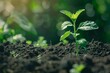 © nattapon98 - A closeup of a young plant sprouting from rich soil,