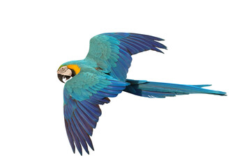 Colorful flying Blue and Gold Macaw parrot isolated on transparent background png file