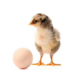 Wall Mural - Cute chick and egg isolated on white. Baby animal